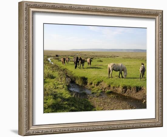 Welsh Mountain Ponies (Equus Caballus) Grazing, Llanrhidian Salt Marshes, Gower Peninsula, Wales-Nick Upton-Framed Photographic Print