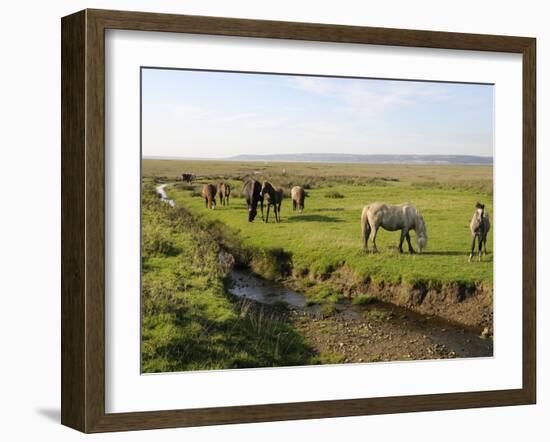 Welsh Mountain Ponies (Equus Caballus) Grazing, Llanrhidian Salt Marshes, Gower Peninsula, Wales-Nick Upton-Framed Photographic Print