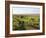 Welsh Mountain Ponies (Equus Caballus) Grazing, Llanrhidian Salt Marshes, Gower Peninsula, Wales-Nick Upton-Framed Photographic Print