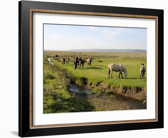 Welsh Mountain Ponies (Equus Caballus) Grazing, Llanrhidian Salt Marshes, Gower Peninsula, Wales-Nick Upton-Framed Photographic Print