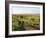 Welsh Mountain Ponies (Equus Caballus) Grazing, Llanrhidian Salt Marshes, Gower Peninsula, Wales-Nick Upton-Framed Photographic Print