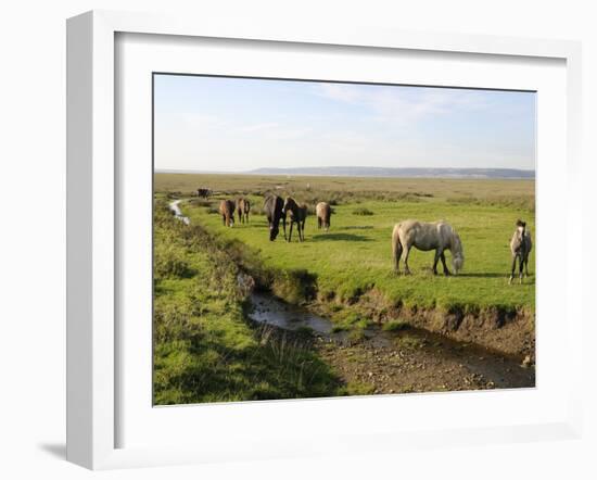 Welsh Mountain Ponies (Equus Caballus) Grazing, Llanrhidian Salt Marshes, Gower Peninsula, Wales-Nick Upton-Framed Photographic Print