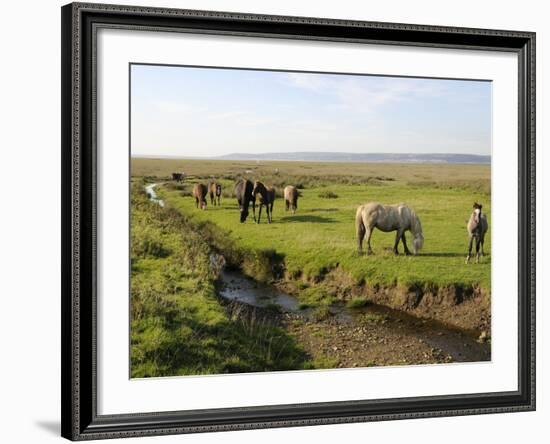 Welsh Mountain Ponies (Equus Caballus) Grazing, Llanrhidian Salt Marshes, Gower Peninsula, Wales-Nick Upton-Framed Photographic Print