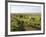 Welsh Mountain Ponies (Equus Caballus) Grazing, Llanrhidian Salt Marshes, Gower Peninsula, Wales-Nick Upton-Framed Photographic Print