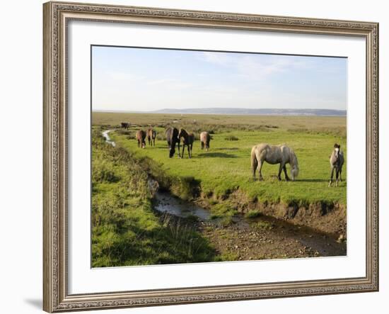 Welsh Mountain Ponies (Equus Caballus) Grazing, Llanrhidian Salt Marshes, Gower Peninsula, Wales-Nick Upton-Framed Photographic Print