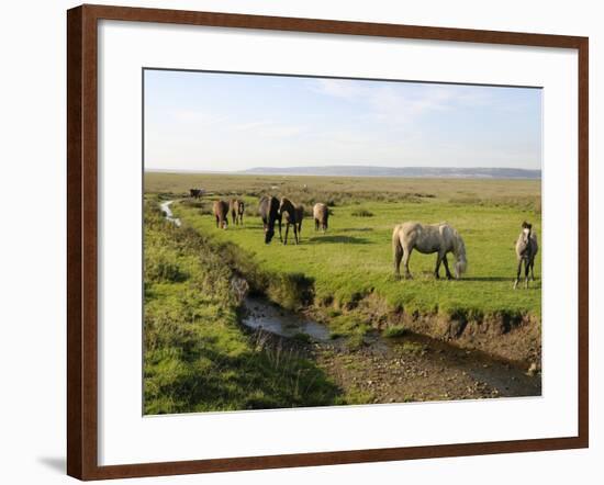 Welsh Mountain Ponies (Equus Caballus) Grazing, Llanrhidian Salt Marshes, Gower Peninsula, Wales-Nick Upton-Framed Photographic Print