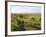 Welsh Mountain Ponies (Equus Caballus) Grazing, Llanrhidian Salt Marshes, Gower Peninsula, Wales-Nick Upton-Framed Photographic Print