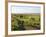 Welsh Mountain Ponies (Equus Caballus) Grazing, Llanrhidian Salt Marshes, Gower Peninsula, Wales-Nick Upton-Framed Photographic Print