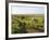 Welsh Mountain Ponies (Equus Caballus) Grazing, Llanrhidian Salt Marshes, Gower Peninsula, Wales-Nick Upton-Framed Photographic Print