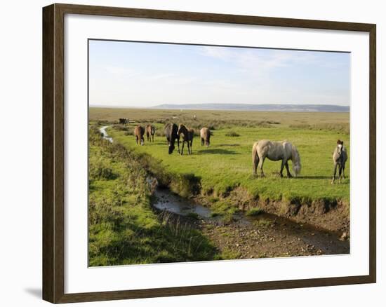 Welsh Mountain Ponies (Equus Caballus) Grazing, Llanrhidian Salt Marshes, Gower Peninsula, Wales-Nick Upton-Framed Photographic Print