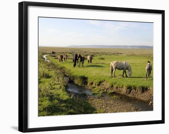 Welsh Mountain Ponies (Equus Caballus) Grazing, Llanrhidian Salt Marshes, Gower Peninsula, Wales-Nick Upton-Framed Photographic Print