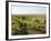 Welsh Mountain Ponies (Equus Caballus) Grazing, Llanrhidian Salt Marshes, Gower Peninsula, Wales-Nick Upton-Framed Photographic Print