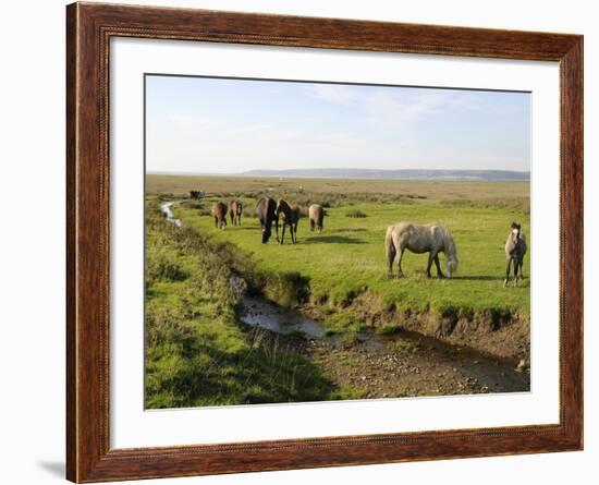 Welsh Mountain Ponies (Equus Caballus) Grazing, Llanrhidian Salt Marshes, Gower Peninsula, Wales-Nick Upton-Framed Photographic Print