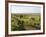 Welsh Mountain Ponies (Equus Caballus) Grazing, Llanrhidian Salt Marshes, Gower Peninsula, Wales-Nick Upton-Framed Photographic Print