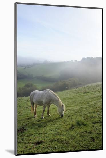 Welsh Mountain Pony (Equus Caballus) Grazing a Hillside Meadow on a Foggy Autumn Morning-Nick Upton-Mounted Photographic Print