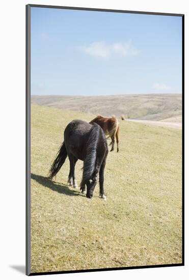 Welsh Mountain Pony (Welsh Pony) and Cob (Equus Ferus Caballus), Wales, United Kingdom-Janette Hill-Mounted Photographic Print