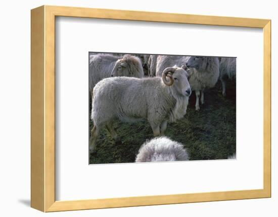 Welsh Mountain ram-Unknown-Framed Photographic Print