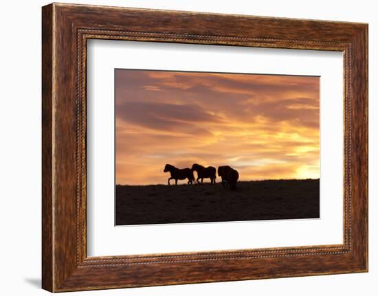 Welsh Ponies Silhouetted Against the Dawn Sky on the Mynydd Epynt High Moorland, Powys, Wales, U.K.-Graham Lawrence-Framed Photographic Print