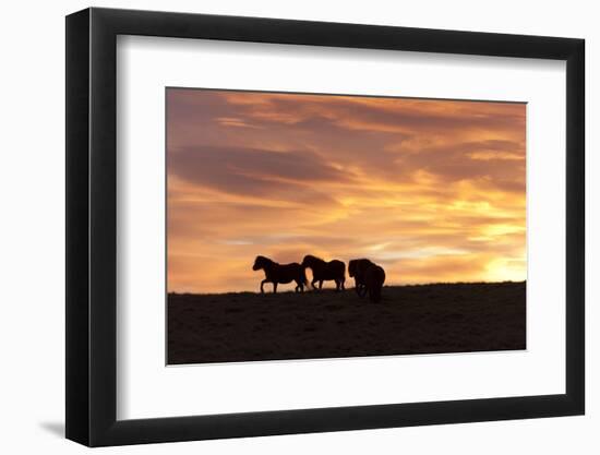 Welsh Ponies Silhouetted Against the Dawn Sky on the Mynydd Epynt High Moorland, Powys, Wales, U.K.-Graham Lawrence-Framed Photographic Print