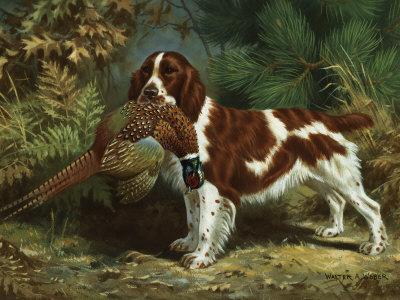 Welsh Springer Spaniel Holds a Dead Bird in its Mouth Photographic
