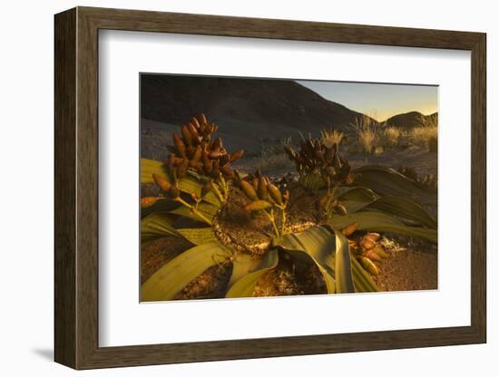 Welwitschia female plant with cones at sunset, Namib Naukluft National Park, Namibia.-Emanuele Biggi-Framed Photographic Print