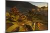 Welwitschia female plant with cones at sunset, Namib Naukluft National Park, Namibia.-Emanuele Biggi-Mounted Photographic Print