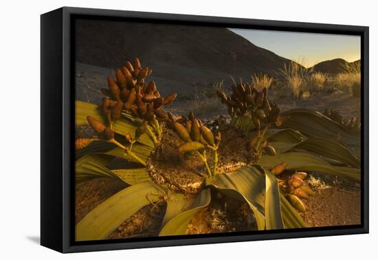 Welwitschia female plant with cones at sunset, Namib Naukluft National Park, Namibia.-Emanuele Biggi-Framed Premier Image Canvas