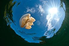 Jellyfish Lake, Palau-Wendy Capili-Wilkie-Mounted Photographic Print