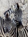 Namibia, Etosha National Park. Portrait of Two Zebras-Wendy Kaveney-Framed Photographic Print
