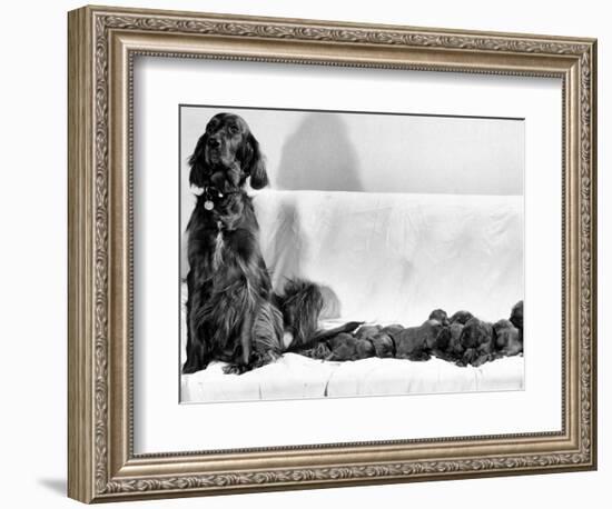 Wendy My Pride a Red Setter with a Litter of Eleven New Born Puppiesy London, December 1968-null-Framed Photographic Print