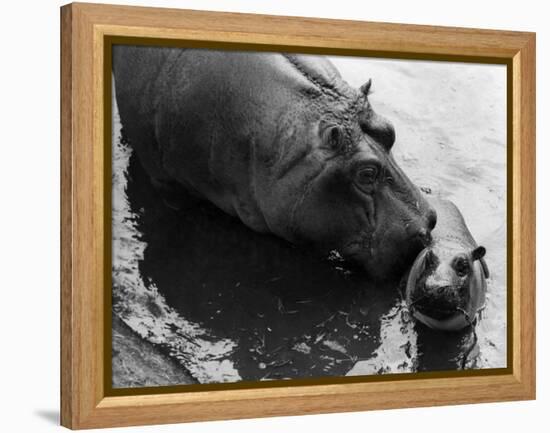 Wendy's Little Wanda: Wanda the Baby Hippo Shy When Making First Public Appearance on Tuesday-null-Framed Premier Image Canvas