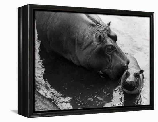 Wendy's Little Wanda: Wanda the Baby Hippo Shy When Making First Public Appearance on Tuesday-null-Framed Premier Image Canvas
