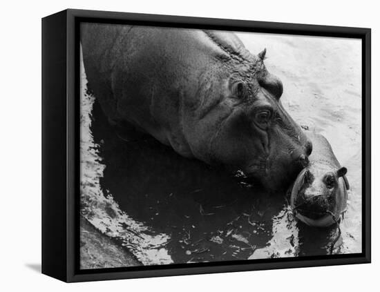 Wendy's Little Wanda: Wanda the Baby Hippo Shy When Making First Public Appearance on Tuesday-null-Framed Premier Image Canvas