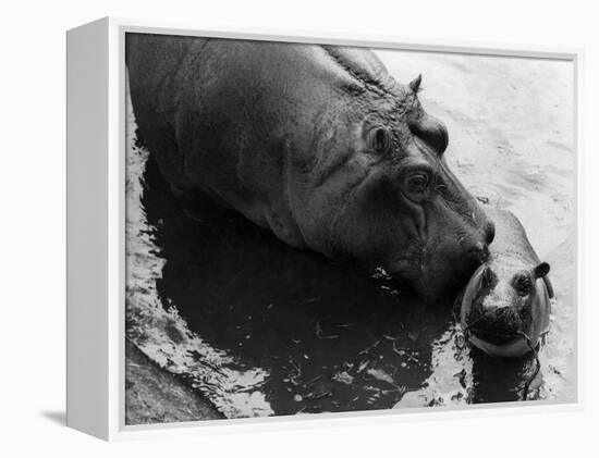 Wendy's Little Wanda: Wanda the Baby Hippo Shy When Making First Public Appearance on Tuesday-null-Framed Premier Image Canvas