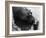 Wendy's Little Wanda: Wanda the Baby Hippo Shy When Making First Public Appearance on Tuesday-null-Framed Photographic Print