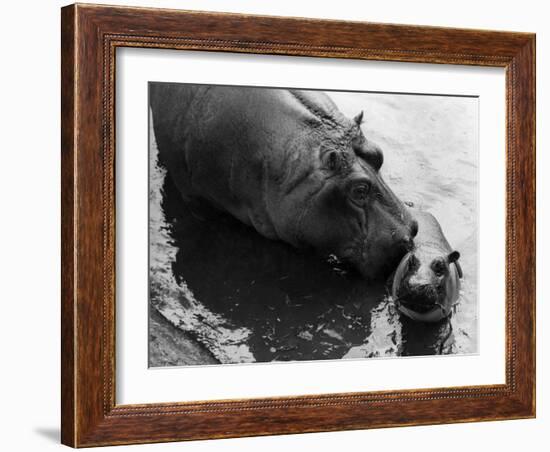 Wendy's Little Wanda: Wanda the Baby Hippo Shy When Making First Public Appearance on Tuesday-null-Framed Photographic Print