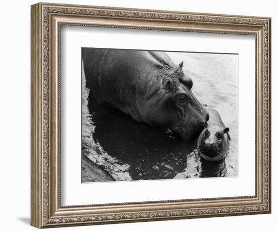 Wendy's Little Wanda: Wanda the Baby Hippo Shy When Making First Public Appearance on Tuesday-null-Framed Photographic Print