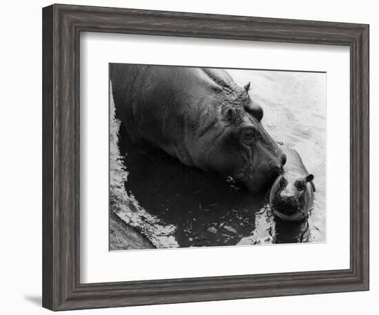 Wendy's Little Wanda: Wanda the Baby Hippo Shy When Making First Public Appearance on Tuesday--Framed Photographic Print