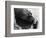 Wendy's Little Wanda: Wanda the Baby Hippo Shy When Making First Public Appearance on Tuesday-null-Framed Photographic Print