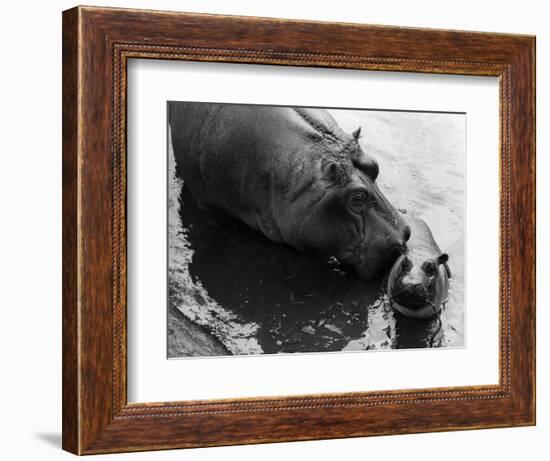 Wendy's Little Wanda: Wanda the Baby Hippo Shy When Making First Public Appearance on Tuesday-null-Framed Photographic Print