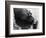 Wendy's Little Wanda: Wanda the Baby Hippo Shy When Making First Public Appearance on Tuesday-null-Framed Photographic Print