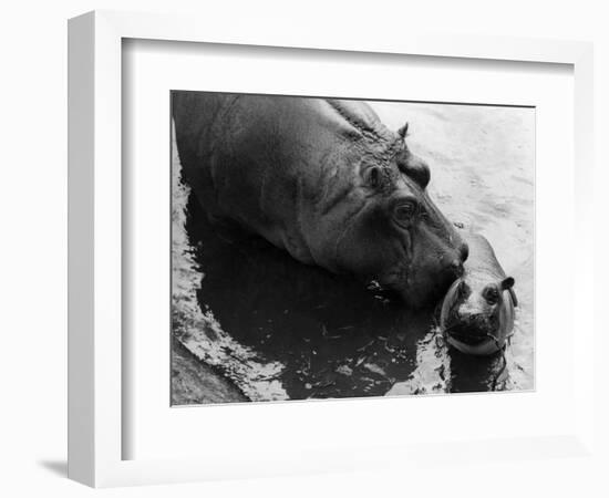 Wendy's Little Wanda: Wanda the Baby Hippo Shy When Making First Public Appearance on Tuesday-null-Framed Photographic Print