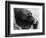 Wendy's Little Wanda: Wanda the Baby Hippo Shy When Making First Public Appearance on Tuesday-null-Framed Photographic Print