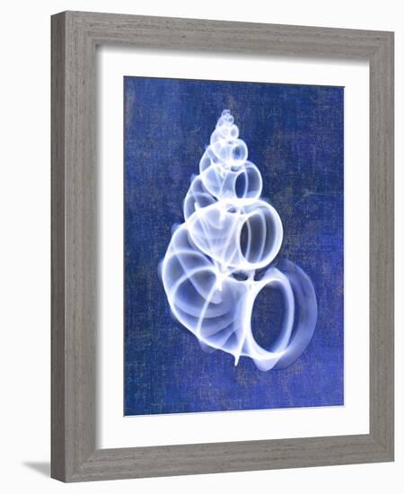 Wentletrap Shell (indigo)-Bert Myers-Framed Art Print