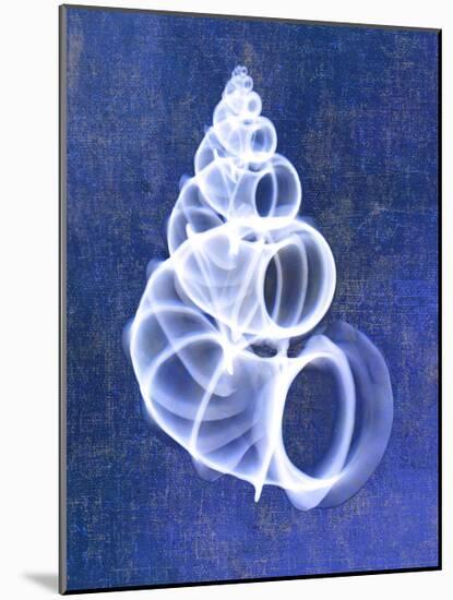 Wentletrap Shell (indigo)-Bert Myers-Mounted Art Print