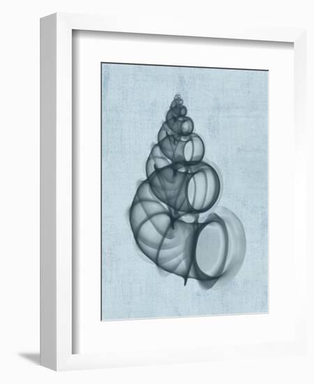 Wentletrap Shell (light blue)-Bert Myers-Framed Art Print