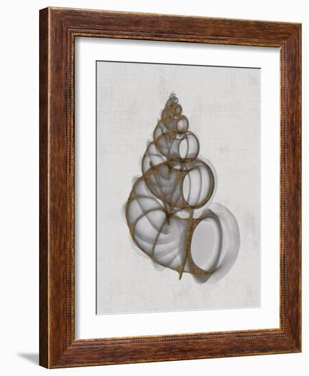 Wentletrap Shell-Bert Myers-Framed Art Print