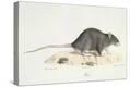 Stretched Canvas Print
