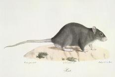 A Rat-Werner-Giclee Print