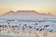 Landscape with Beach and Table Mountain at Sunrise-Werner Lehmann-Photographic Print